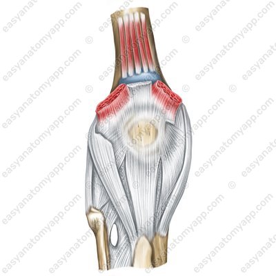 Knee joint (art. genus)